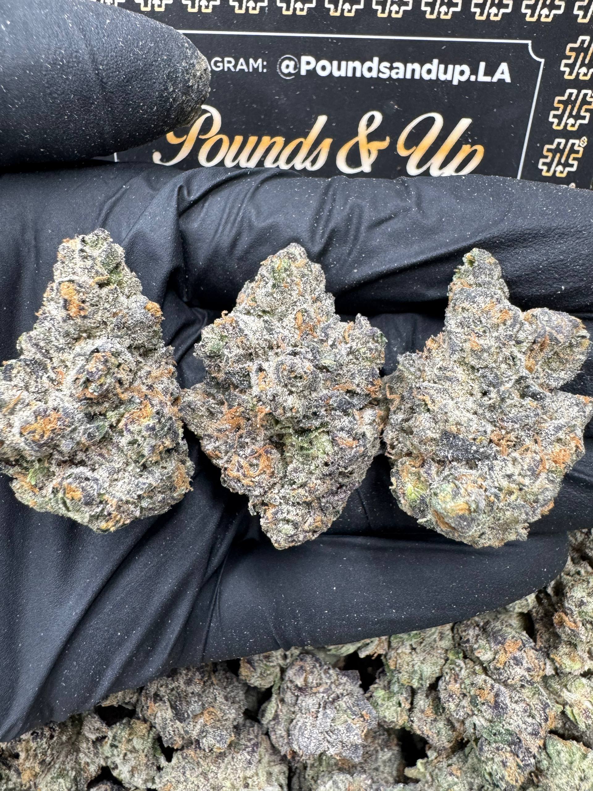 Candy Paint $1550.00