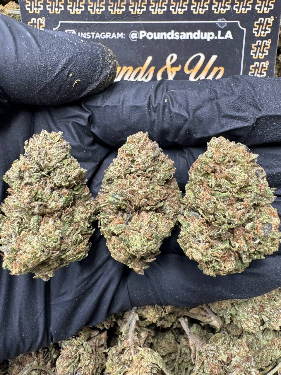 Tropicana Zlush $525