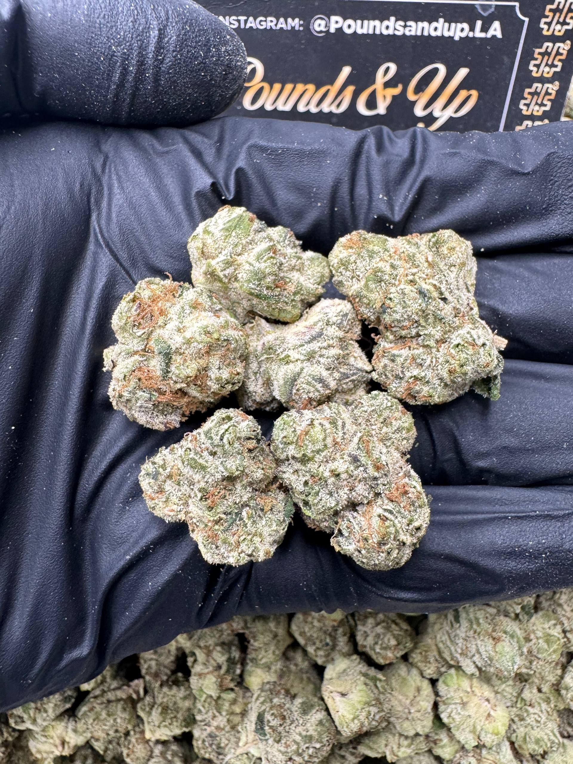 Applescotti Smediums $850