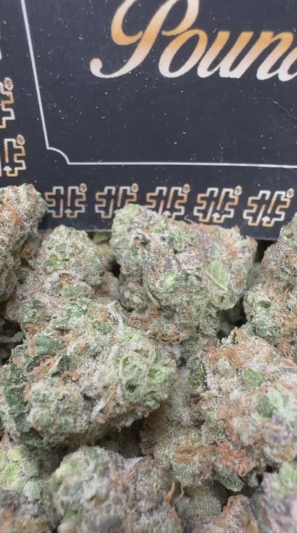 Blue Dante Smediums $750